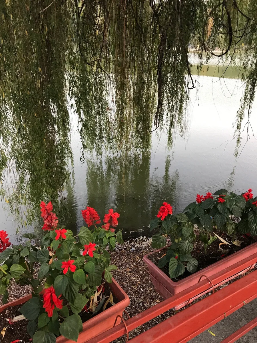 Borovo Oko